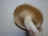 Leucocybe candicans image