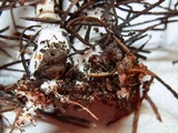Leucocybe candicans image