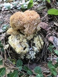 Sparassis americana image