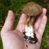 Tylopilus porphyrosporus image