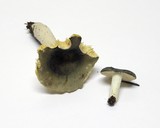 Russula aeruginea image