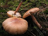 Limacella delicata var. glioderma image