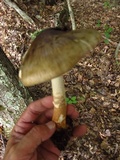 Amanita brunnescens image