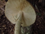 Amanita brunnescens image