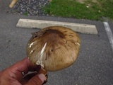 Amanita brunnescens image