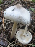 Limacella illinita image