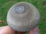Amanita sect. Vaginatae image