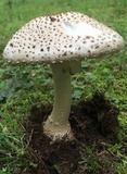 Amanita atkinsoniana image