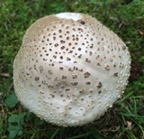 Amanita atkinsoniana image