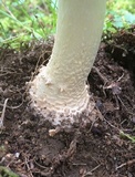 Amanita atkinsoniana image