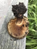 Paxillus cuprinus image