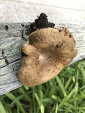 Paxillus cuprinus image