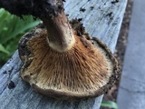 Paxillus cuprinus image