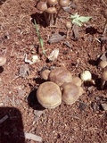 Panaeolus subbalteatus image