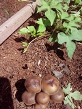 Panaeolus subbalteatus image
