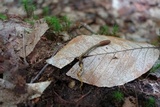 Tolypocladium ophioglossoides image