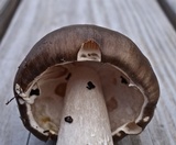 Amanita submaculata image