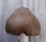 Amanita submaculata image