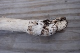 Amanita submaculata image