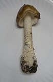 Amanita submaculata image