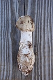 Amanita submaculata image