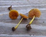 Pluteus chrysophlebius image
