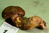 Imleria badia image