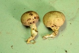 Scleroderma areolatum image