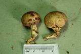 Scleroderma areolatum image