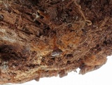 Coltriciella dependens image
