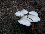 Leucoagaricus americanus image