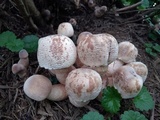 Leucoagaricus americanus image