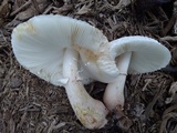 Leucoagaricus americanus image