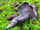 Sarcodon fuscoindicus image