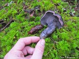Sarcodon fuscoindicus image