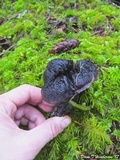 Sarcodon fuscoindicus image