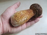 Boletus fibrillosus image