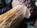 Boletus fibrillosus image