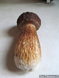 Boletus fibrillosus image