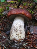 Leccinum manzanitae image