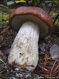 Leccinum manzanitae image