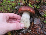 Leccinum manzanitae image