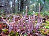 Alloclavaria purpurea image