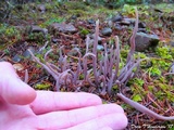 Alloclavaria purpurea image