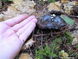 Asterophora lycoperdoides image