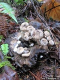 Asterophora lycoperdoides image