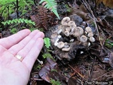 Asterophora lycoperdoides image
