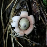 Geastrum velutinum image