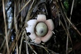 Geastrum velutinum image