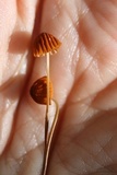 Marasmius siccus image